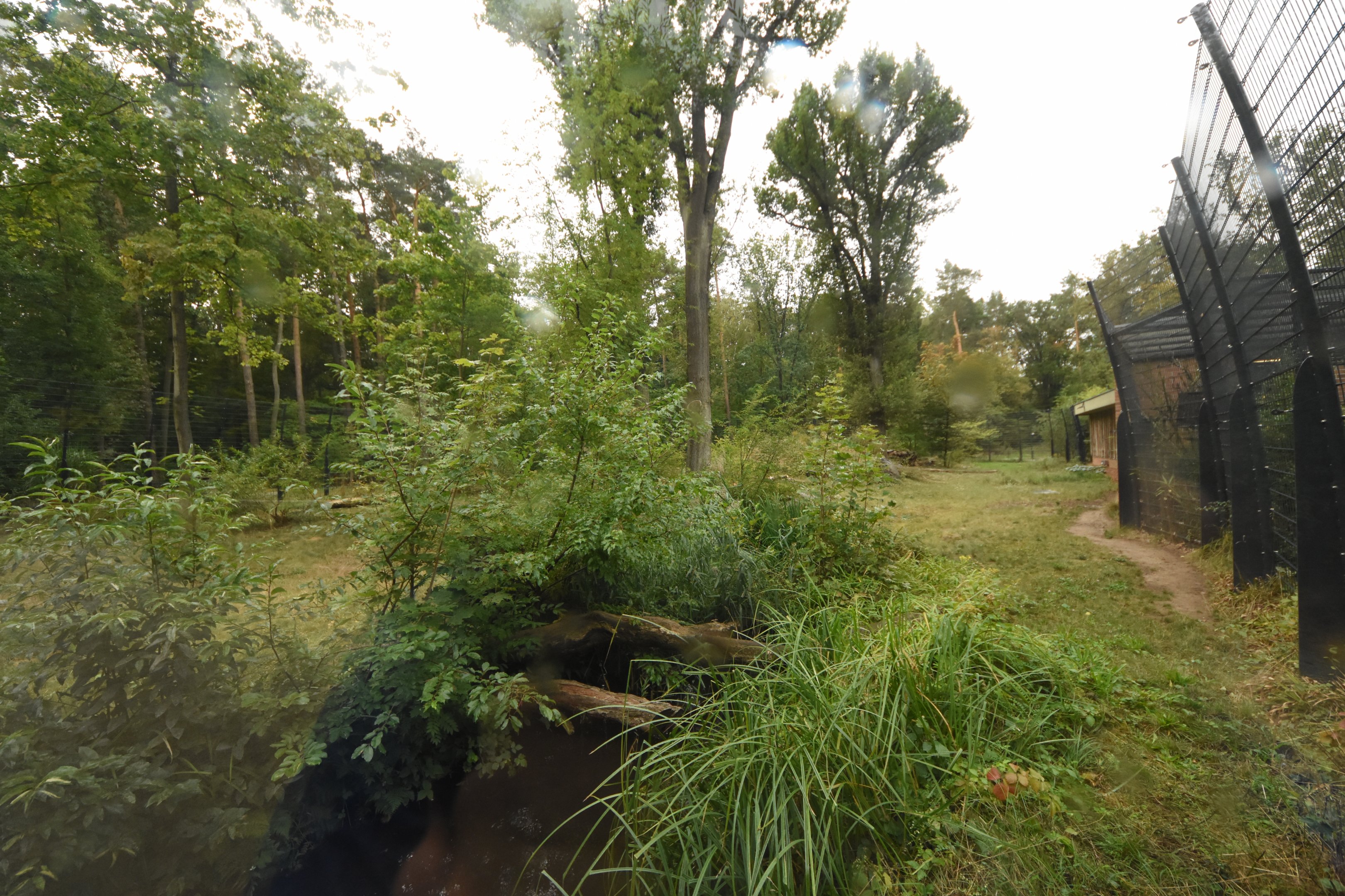 Sumatran tiger enclosure