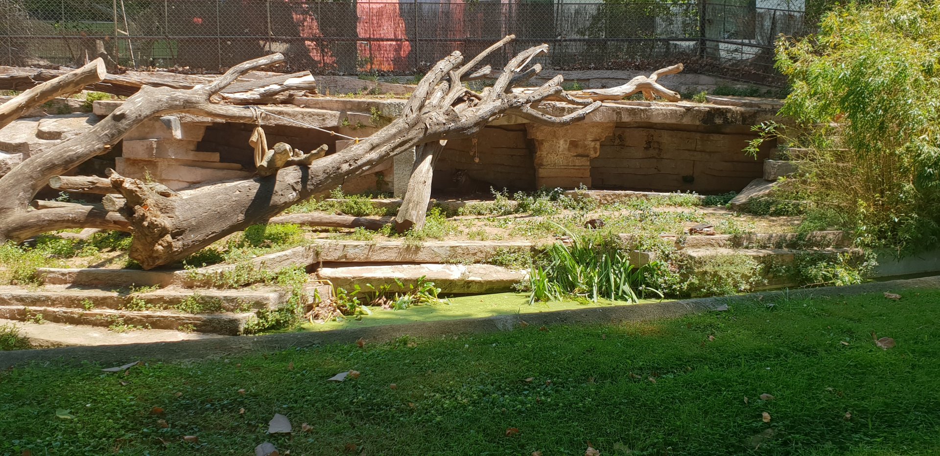 Sumatran tiger enclosure