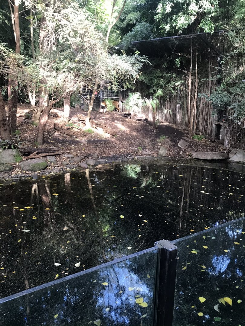 Sumatran Tiger Enclosure