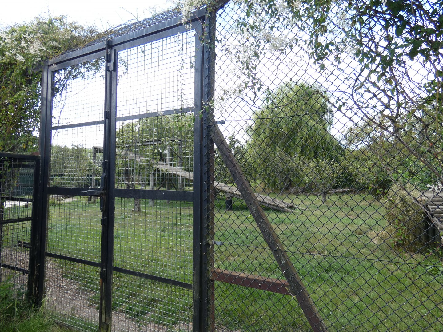 Sumatran Tiger enclosure