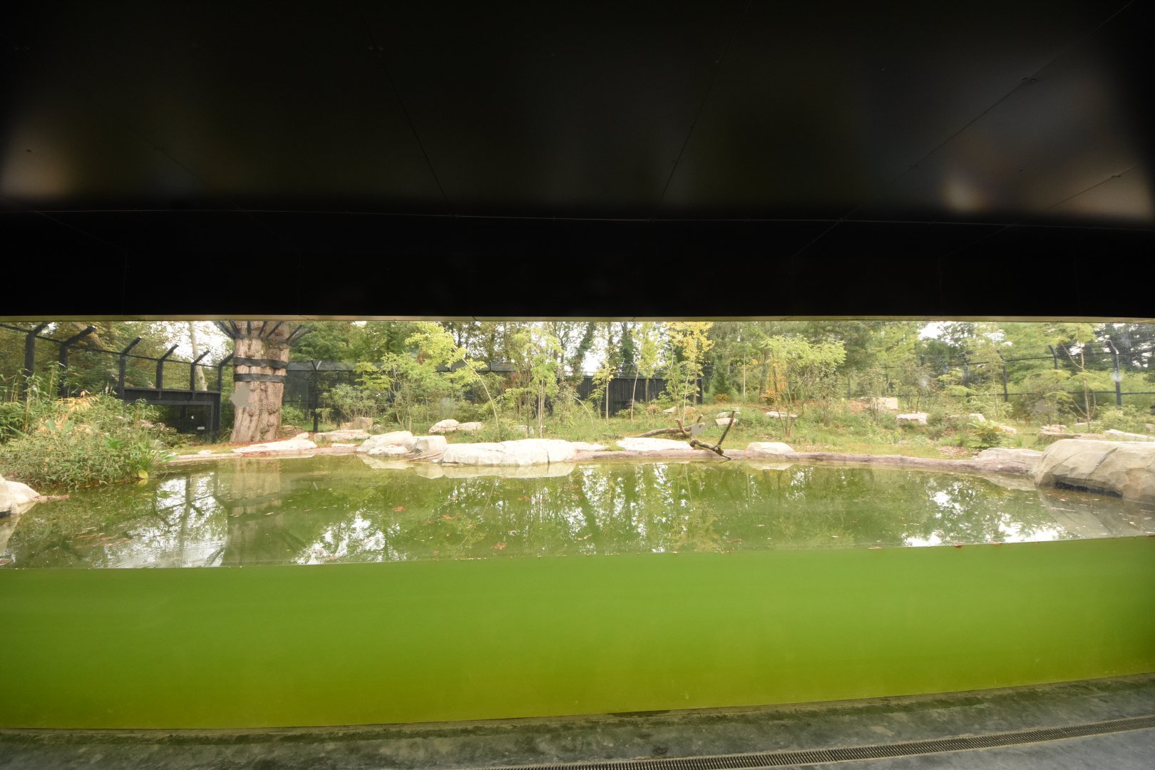 Sumatran Tiger enclosure