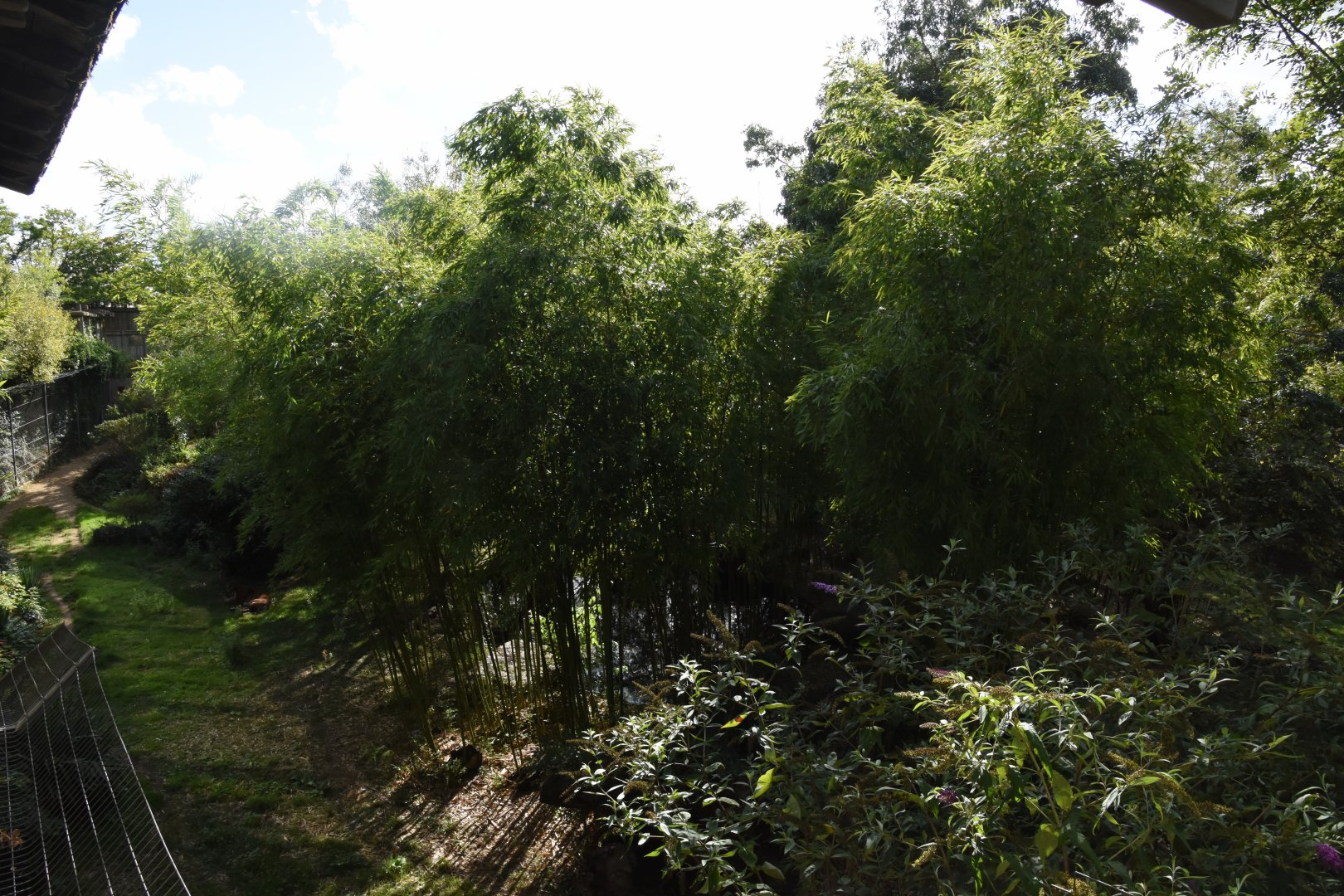 Sumatran Tiger enclosure