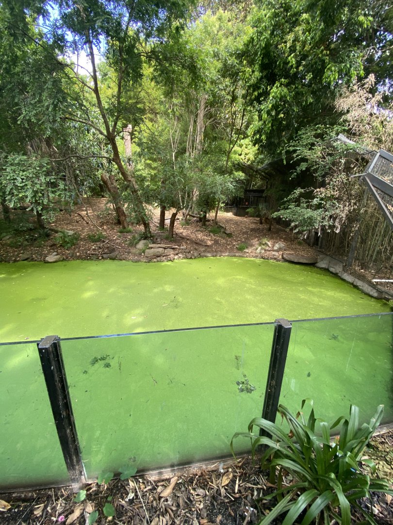 Sumatran Tiger enclosure