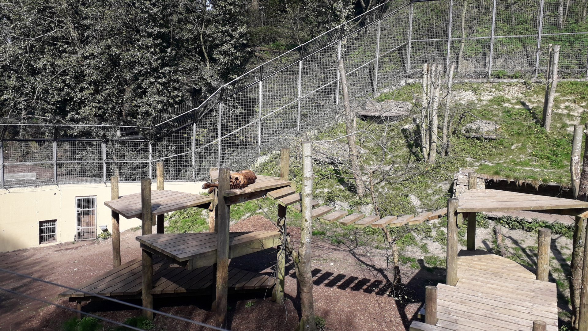 Sumatran Tiger Enclosure