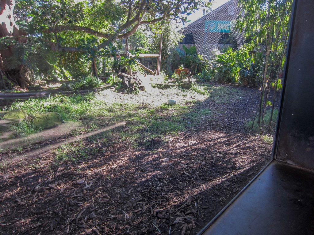Sumatran Tiger enclosure