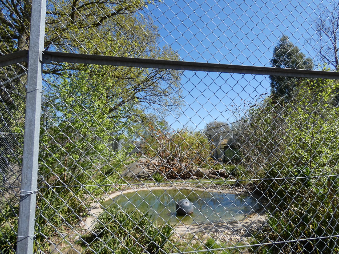 Sumatran tiger enclosure