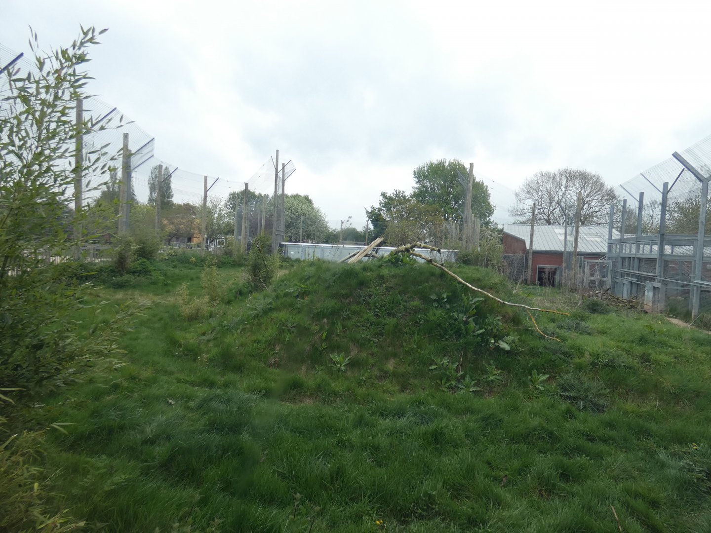Sumatran tiger enclosure