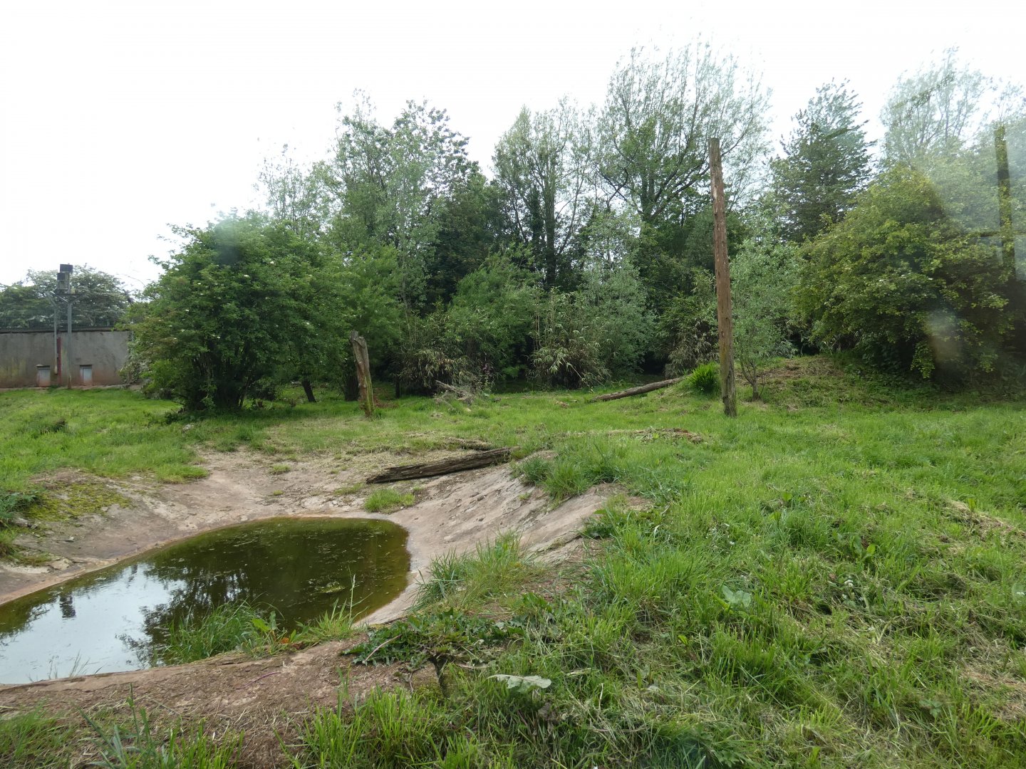 Sumatran tiger enclosure