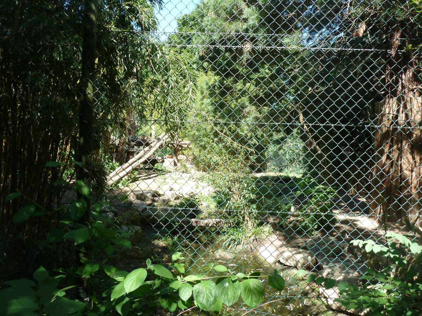 Sumatran tiger enclosure