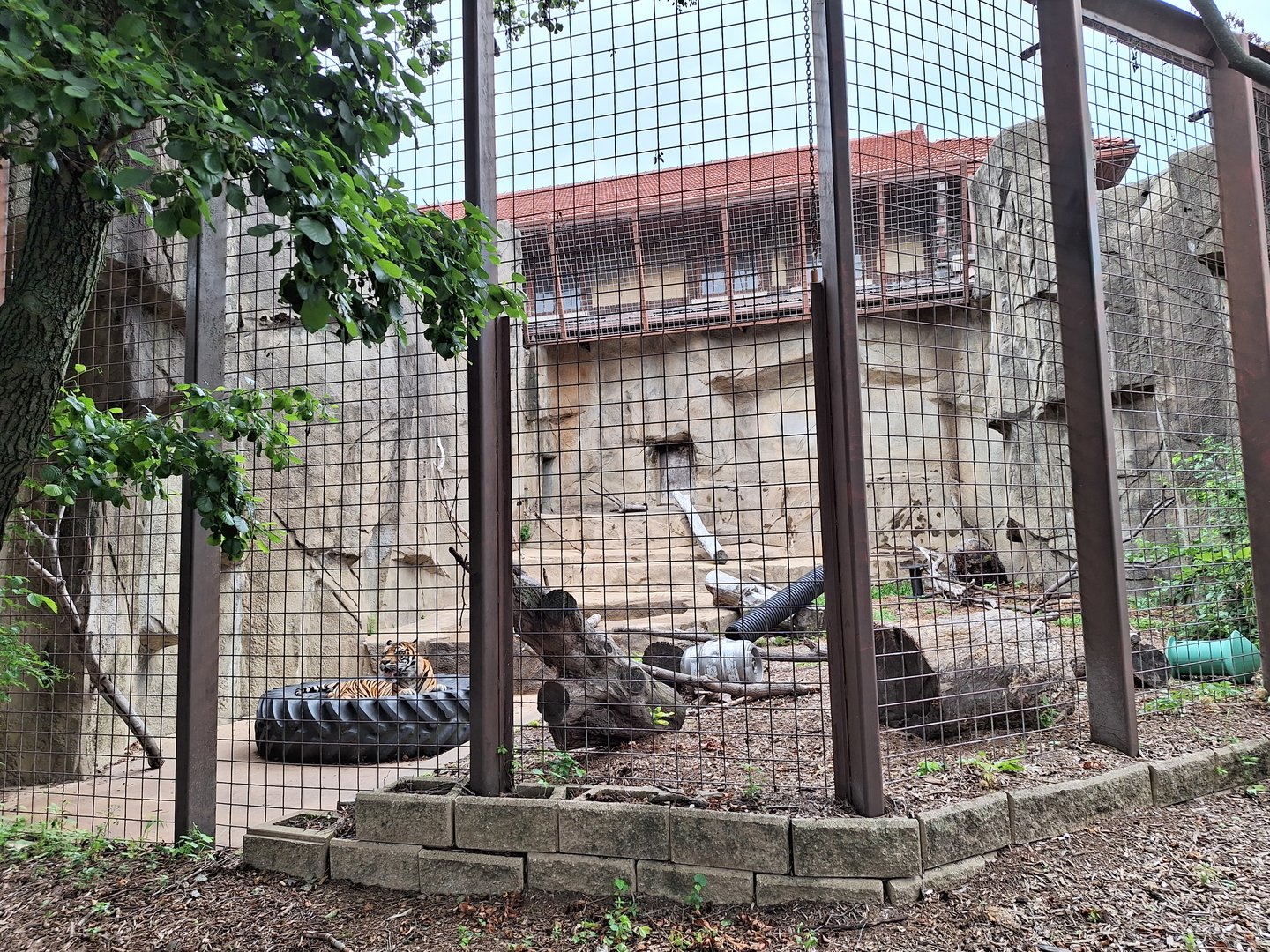 Sumatran Tiger enclosure