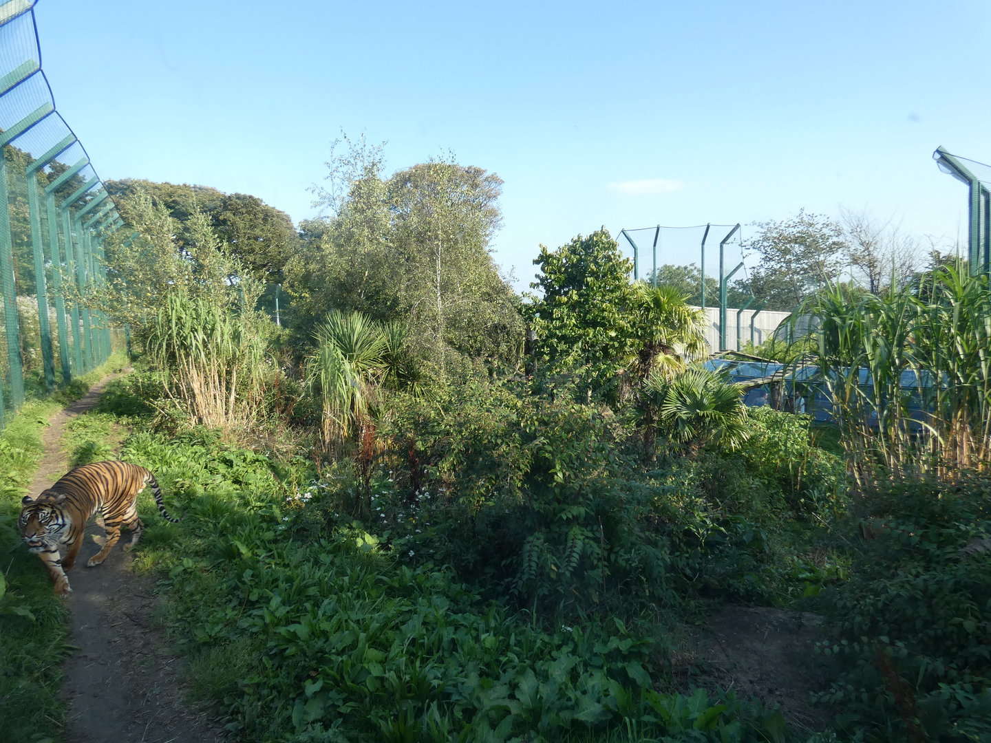 Sumatran tiger enclosure