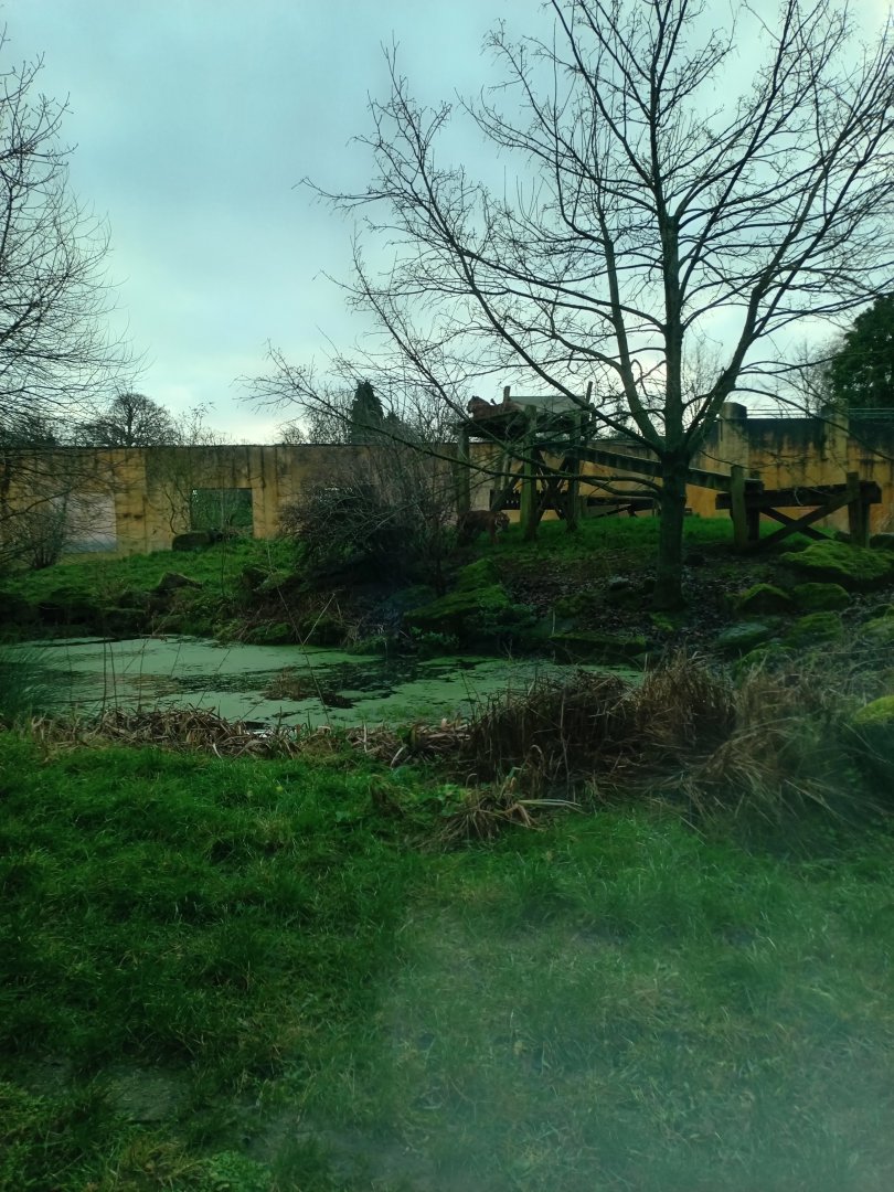 Sumatran Tiger enclosure