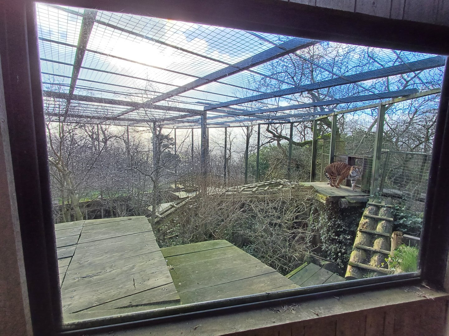 Sumatran Tiger- enclosure