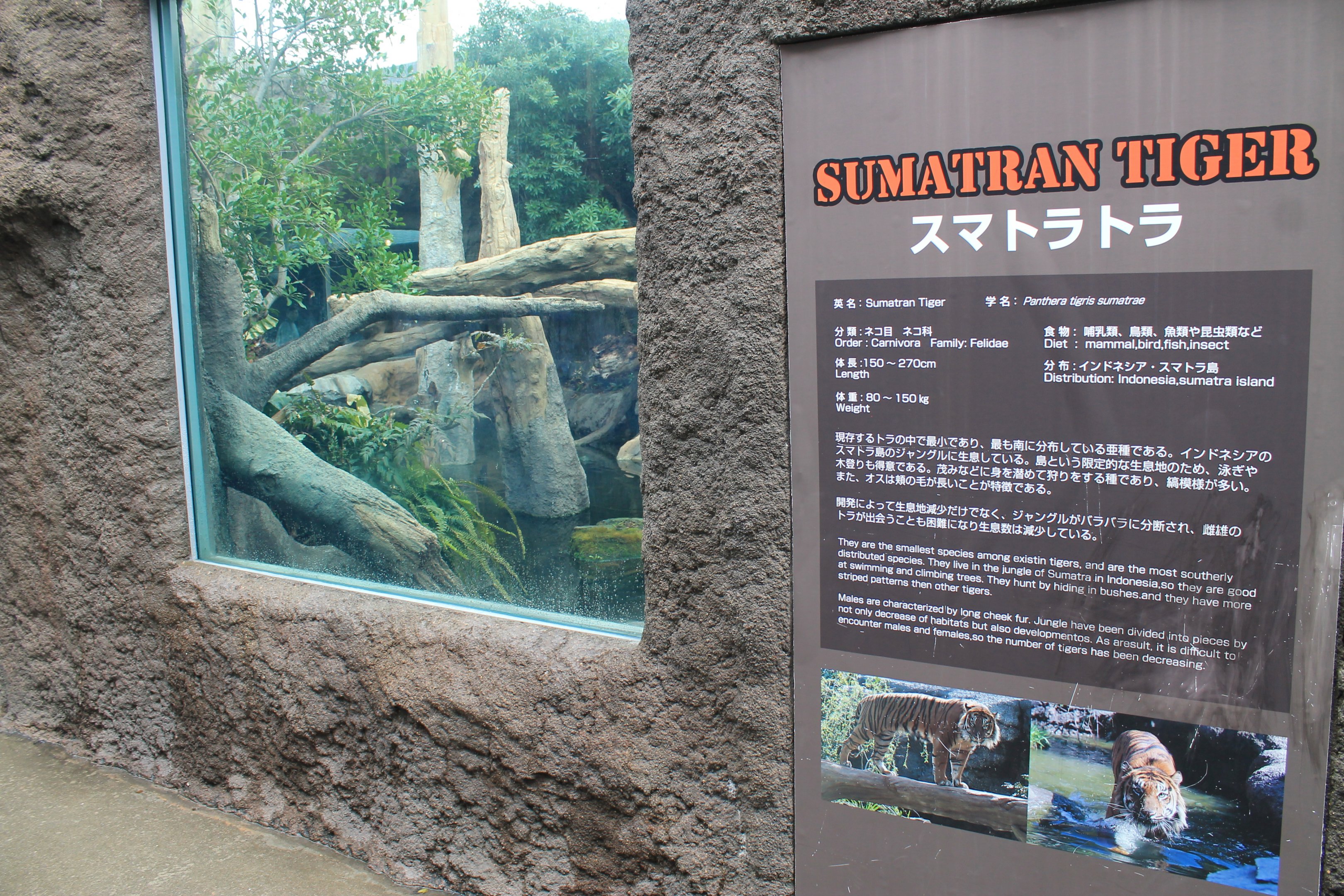 Sumatran Tiger enclosure