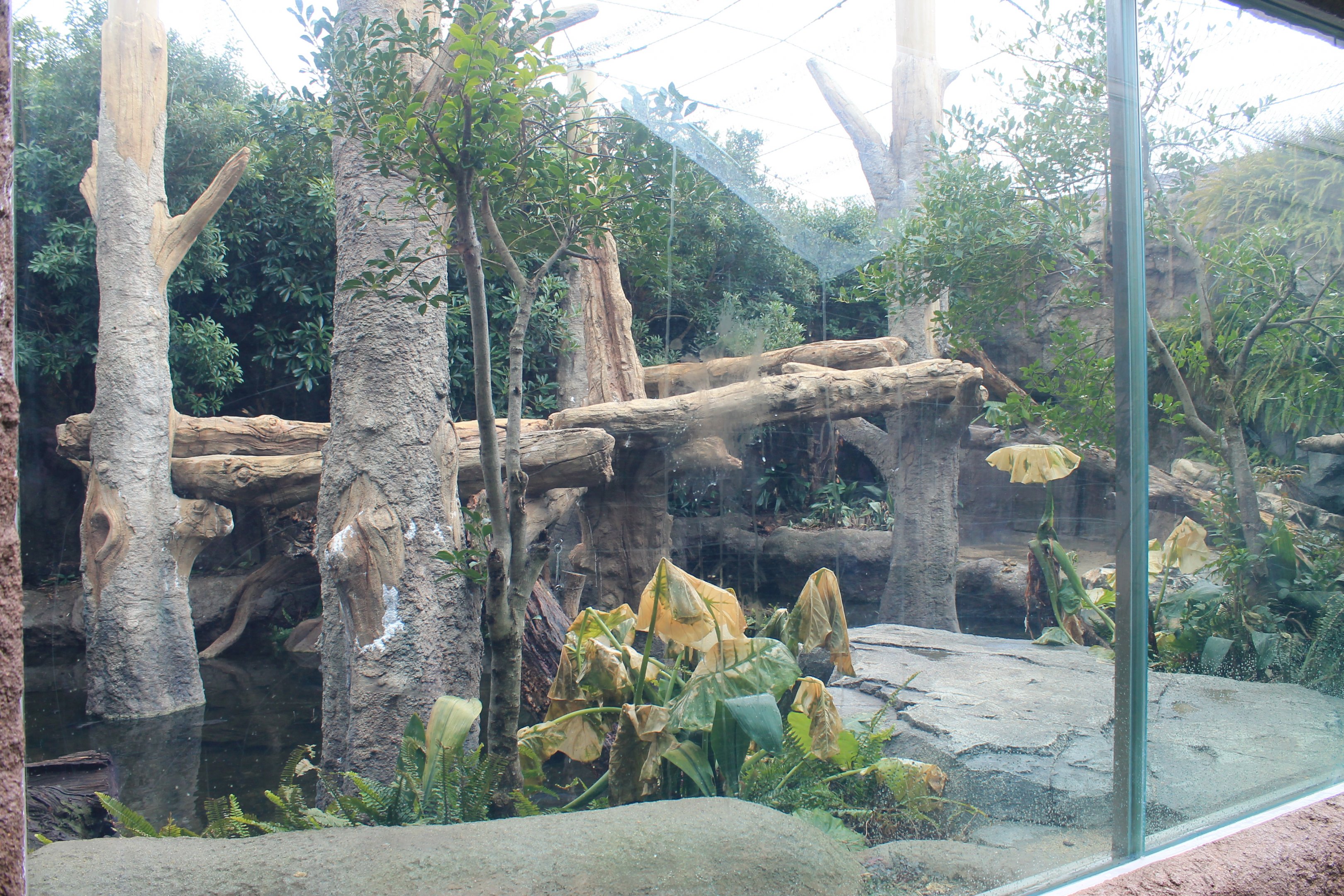 Sumatran Tiger enclosure