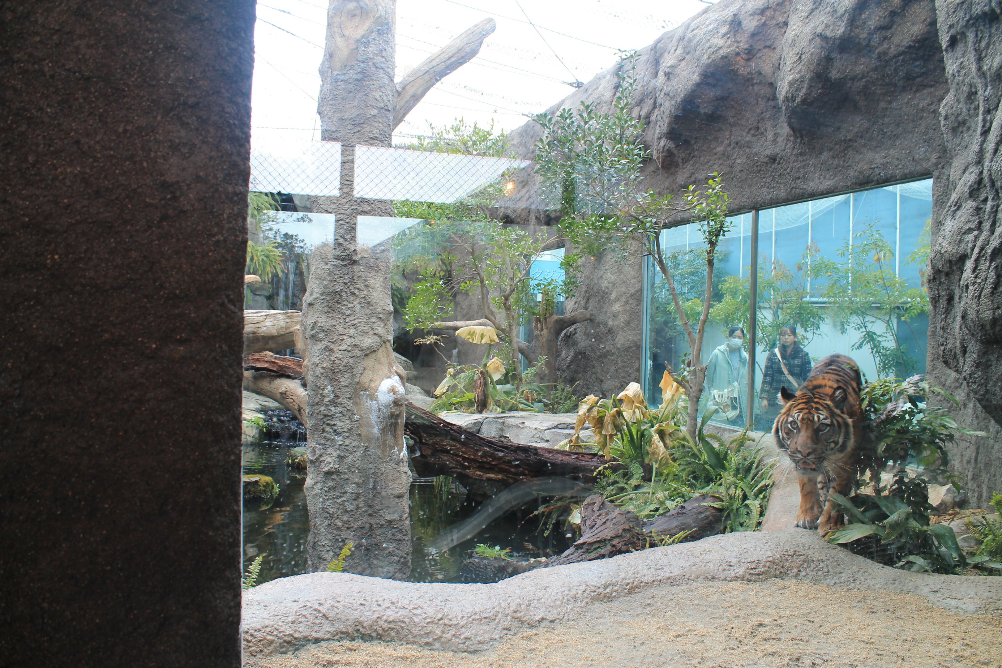 Sumatran Tiger enclosure