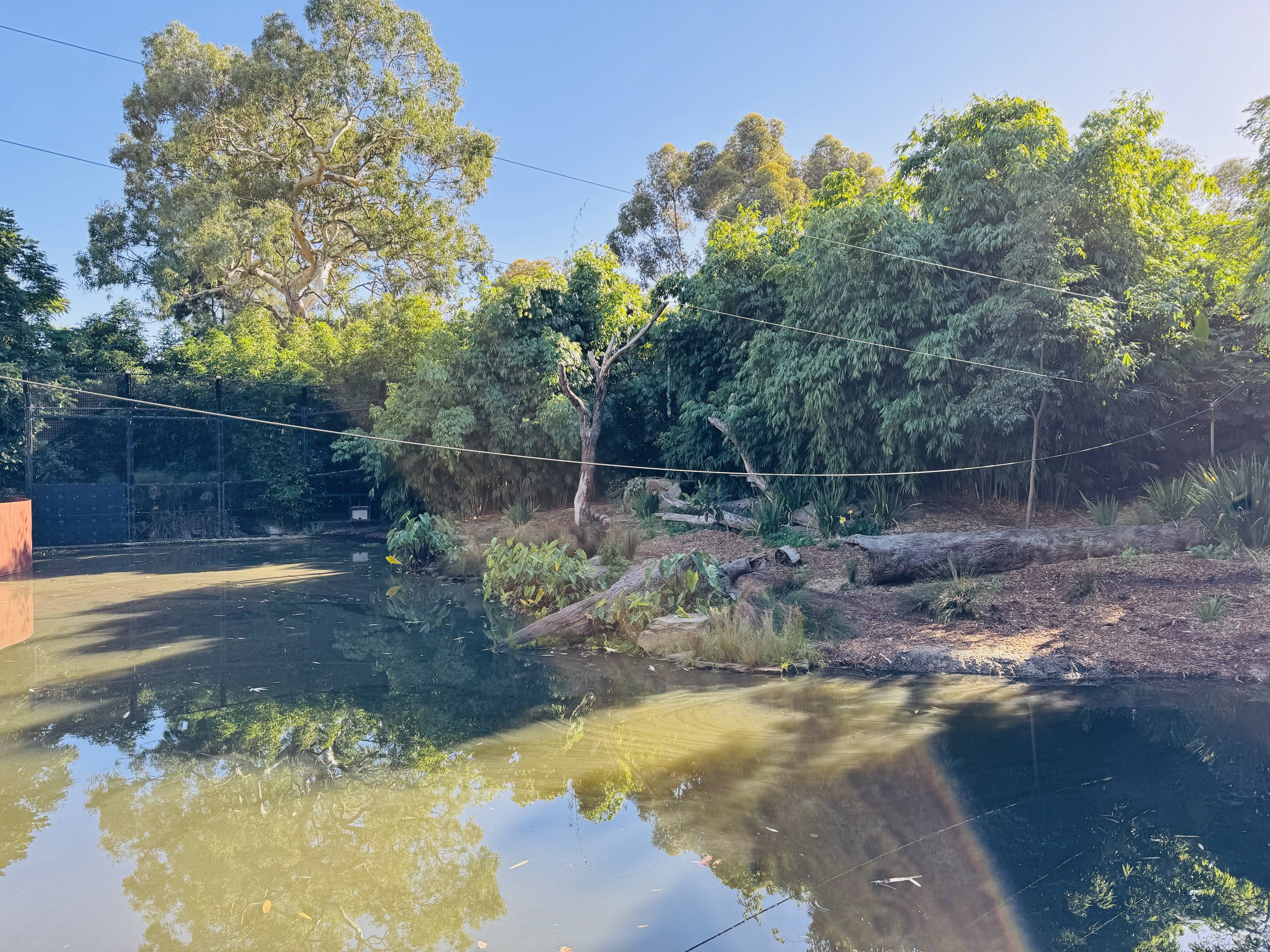 Sumatran tiger enclosure