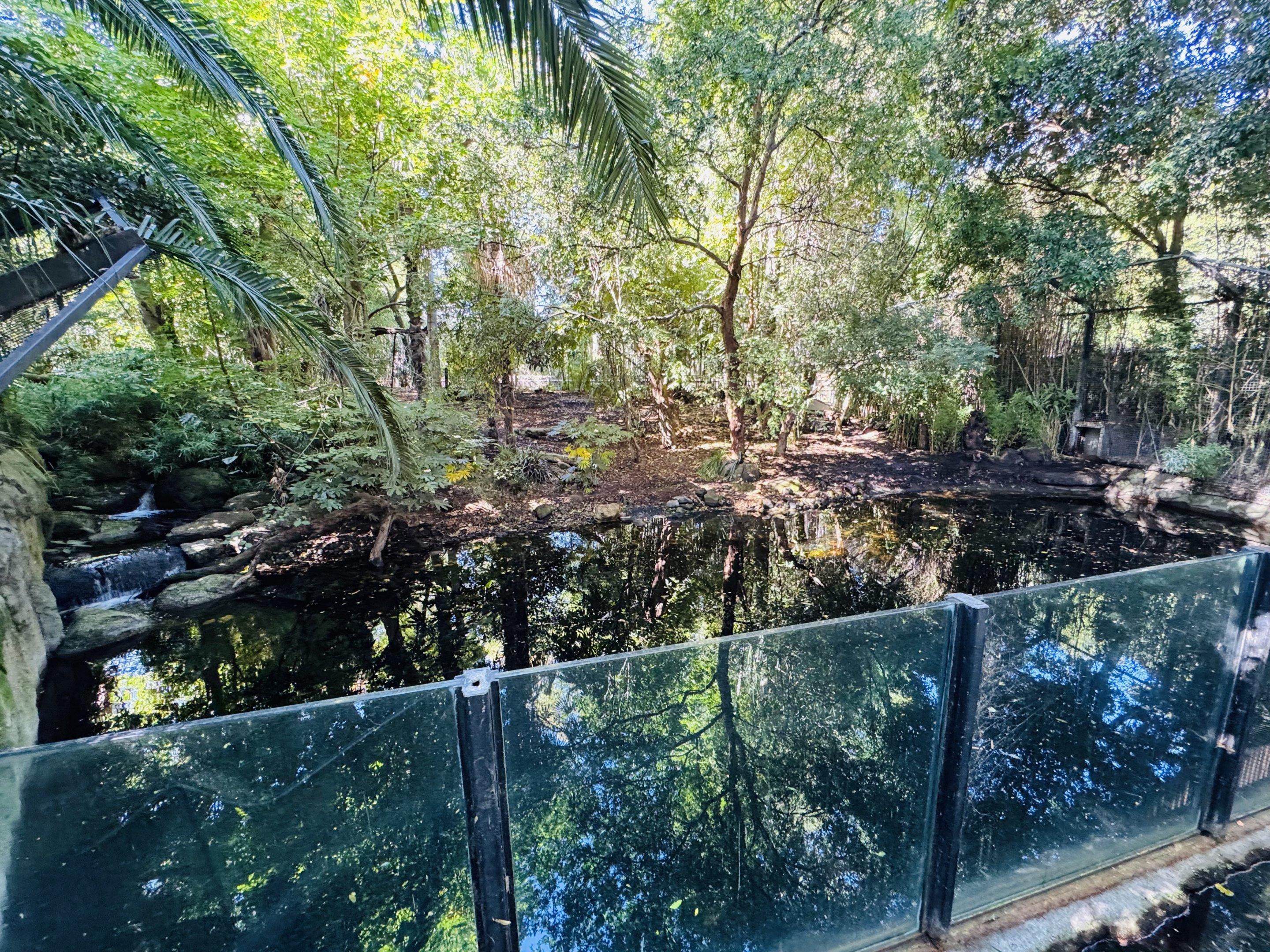 Sumatran tiger enclosure