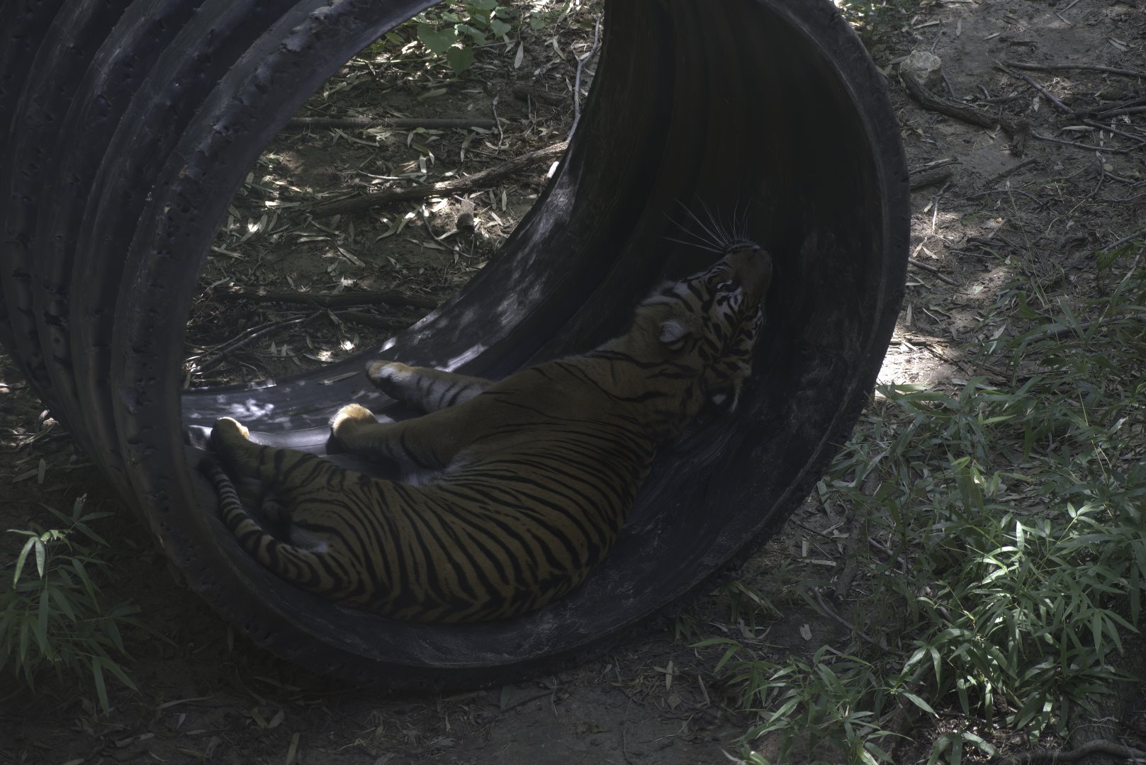 Sumatran Tiger Enrichment