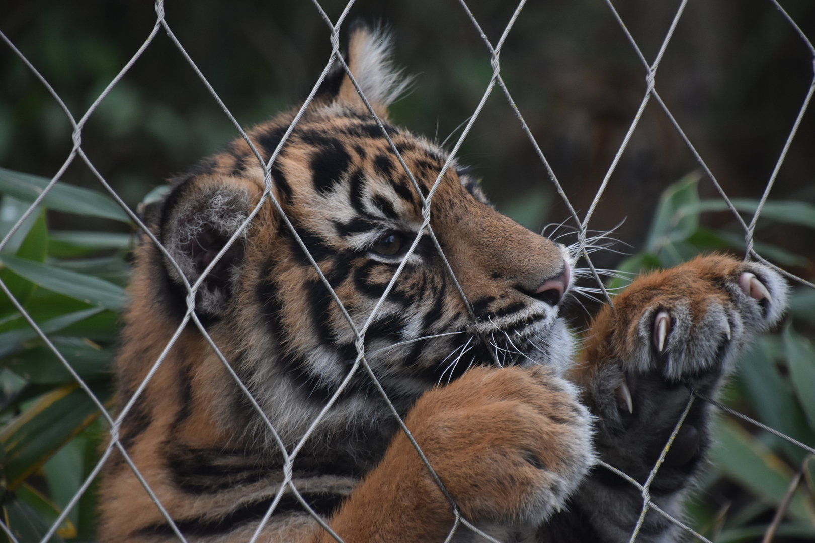 Sumatran tiger escape attempt