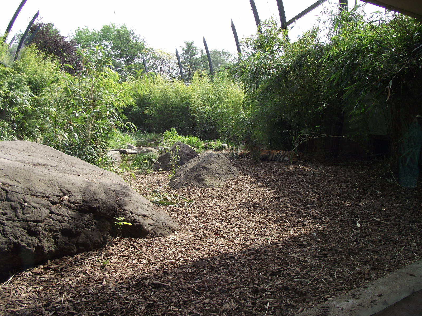 sumatran tiger exhibit 070511