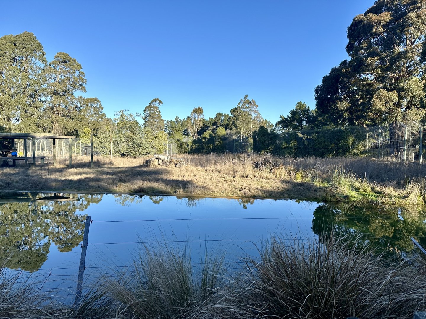 Sumatran Tiger Exhibit 1 (Pool)