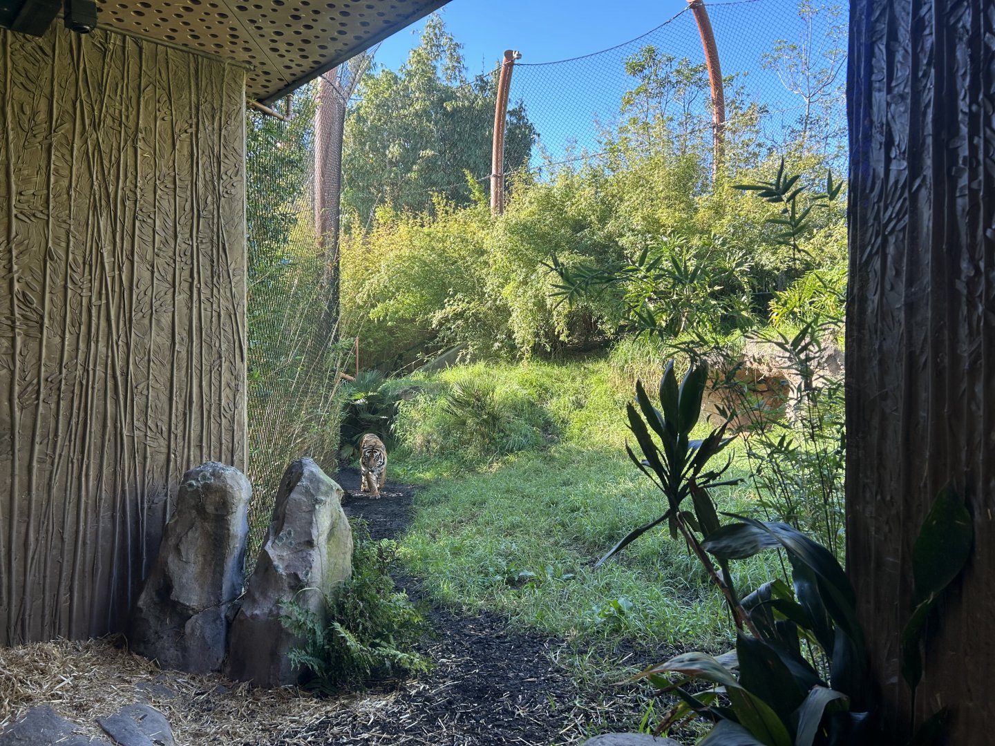 Sumatran Tiger Exhibit #1 - Southeast Asian Jungle Track