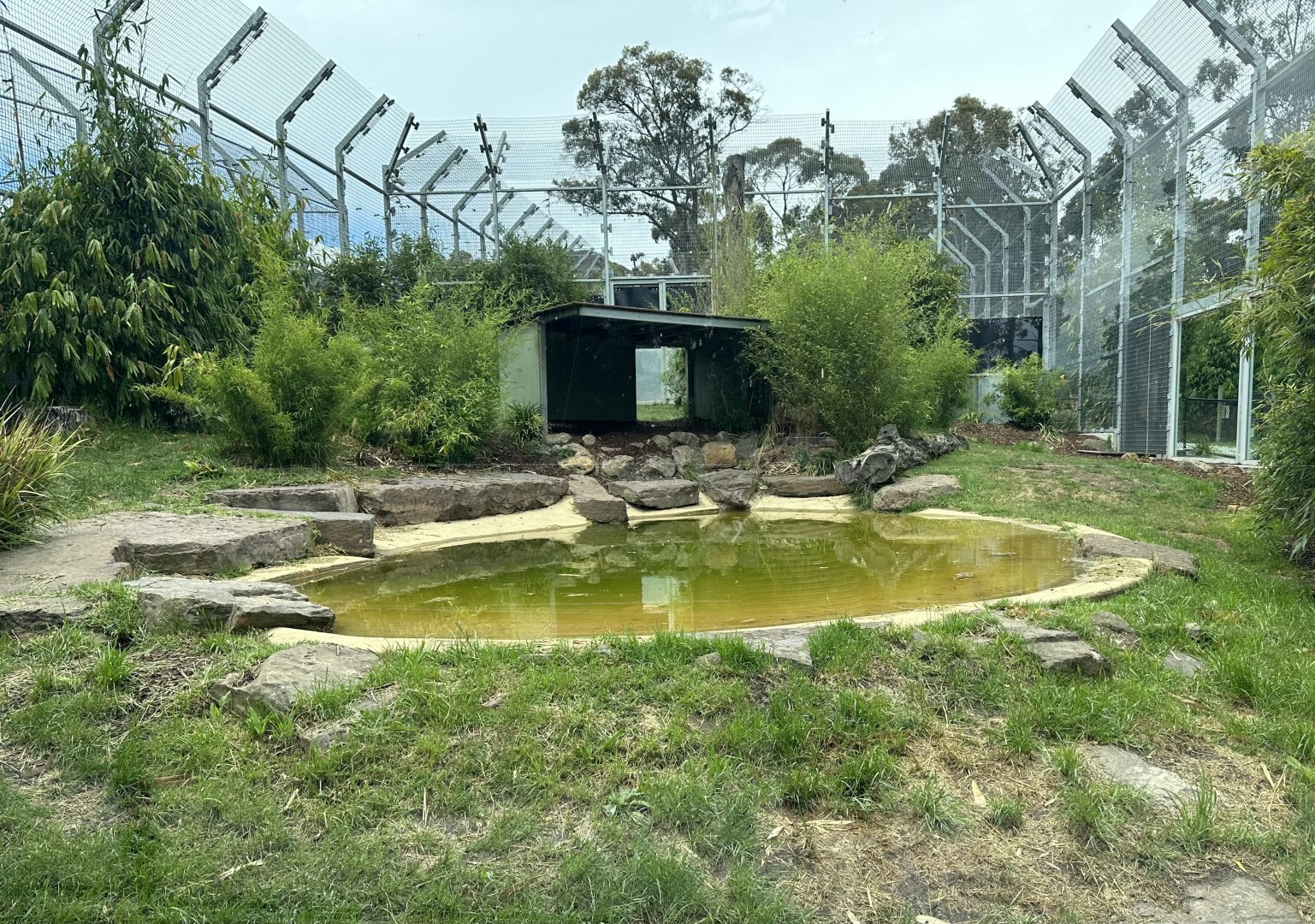 Sumatran Tiger Exhibit 1