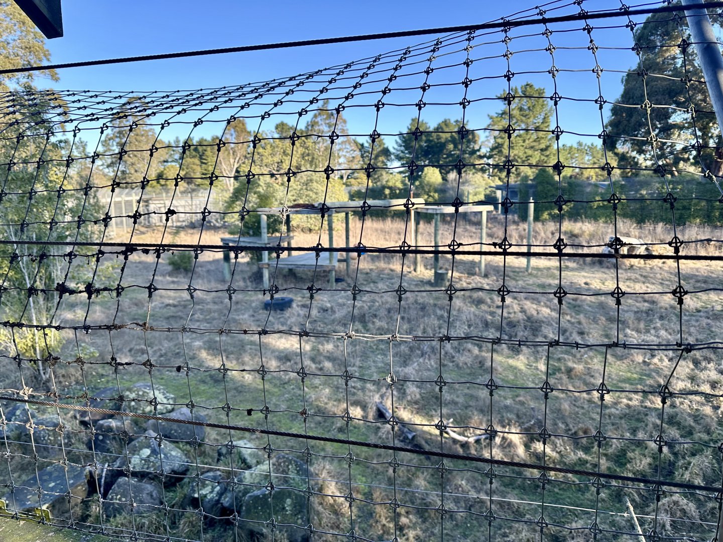 Sumatran Tiger Exhibit 1