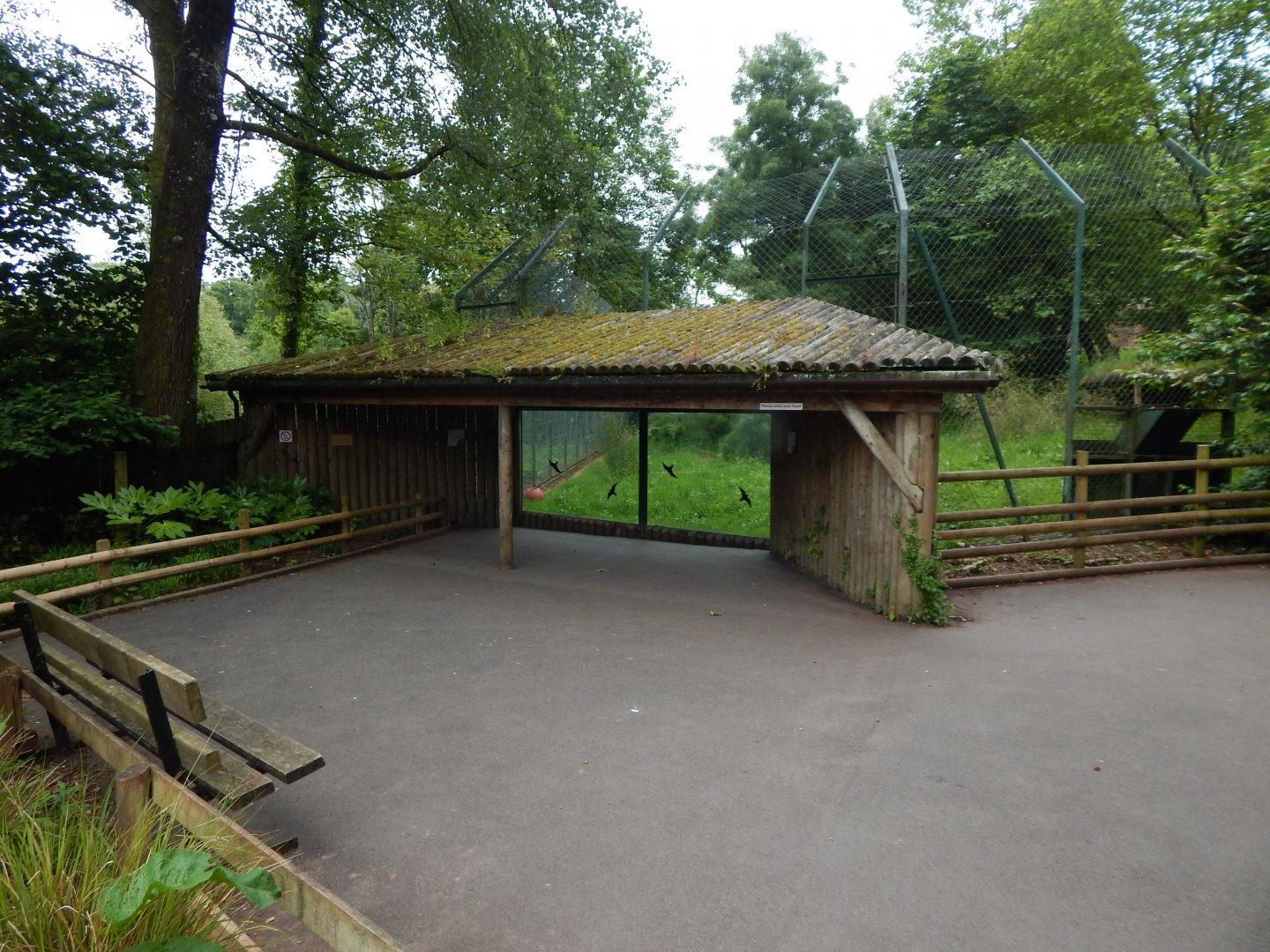 Sumatran tiger exhibit 130624
