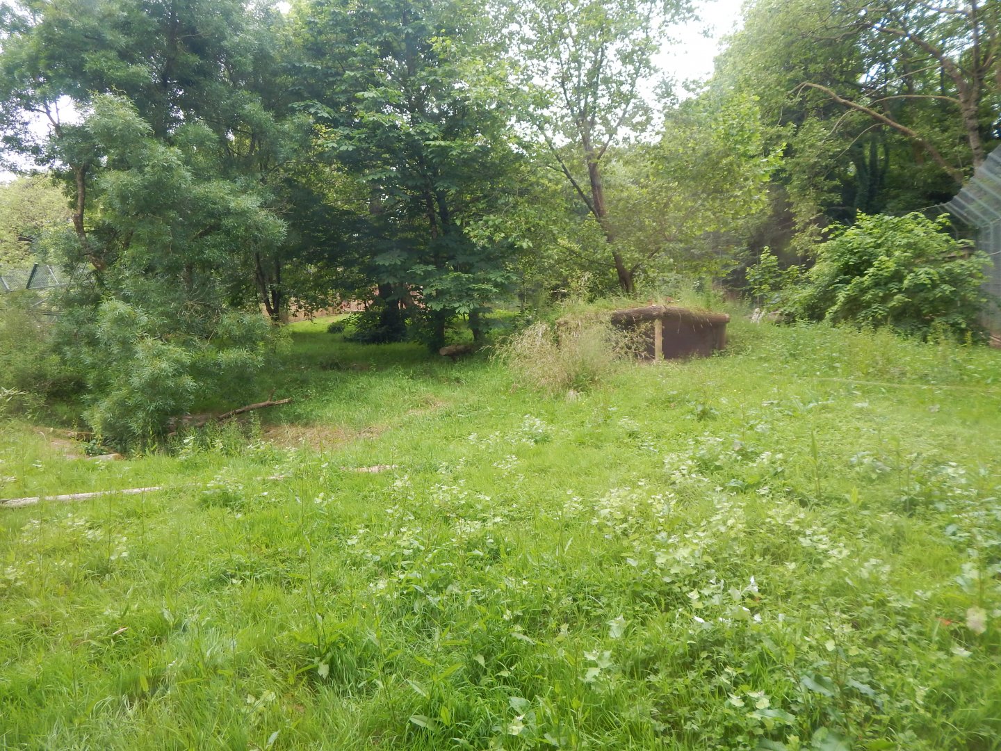 Sumatran tiger exhibit 130624