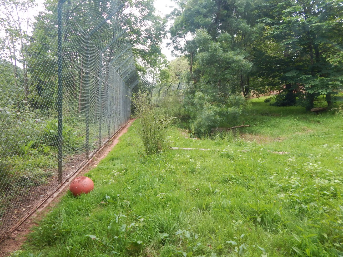 Sumatran tiger exhibit 130624