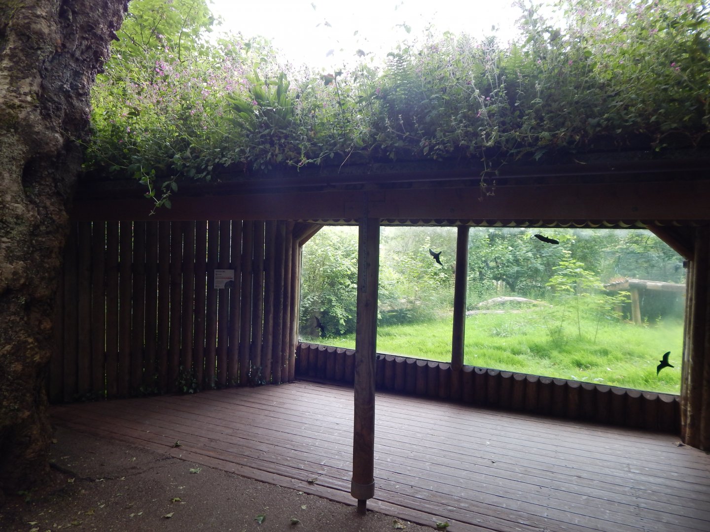 Sumatran tiger exhibit 130624