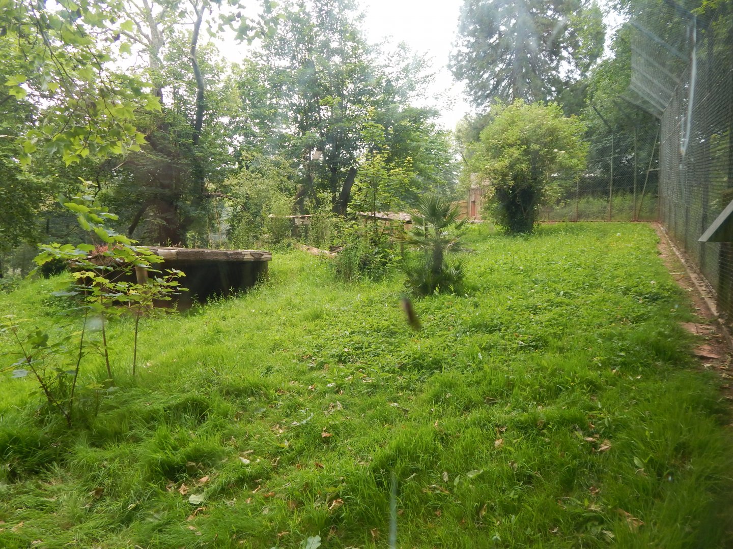 Sumatran tiger exhibit 130624