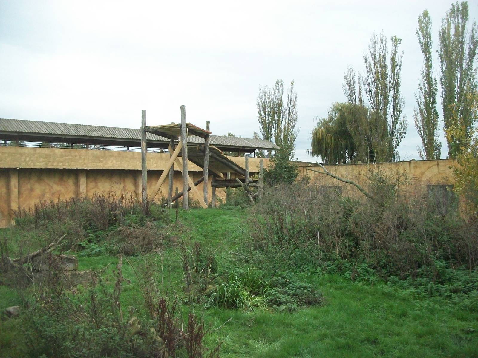 Sumatran Tiger exhibit 14th October 2011
