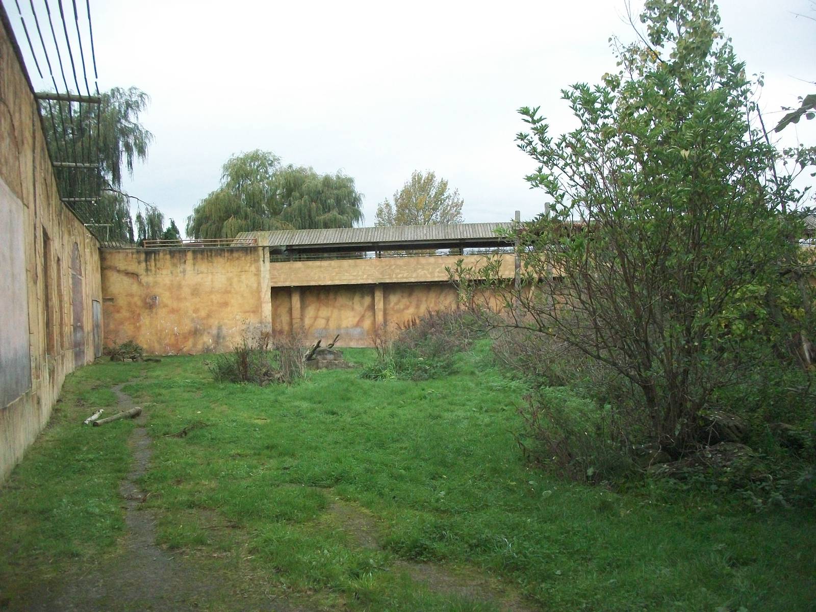 Sumatran Tiger exhibit 14th October 2011