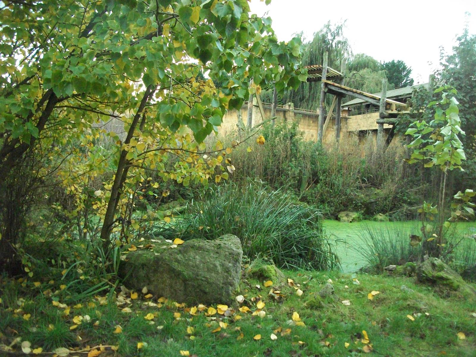 Sumatran Tiger exhibit 14th October 2011