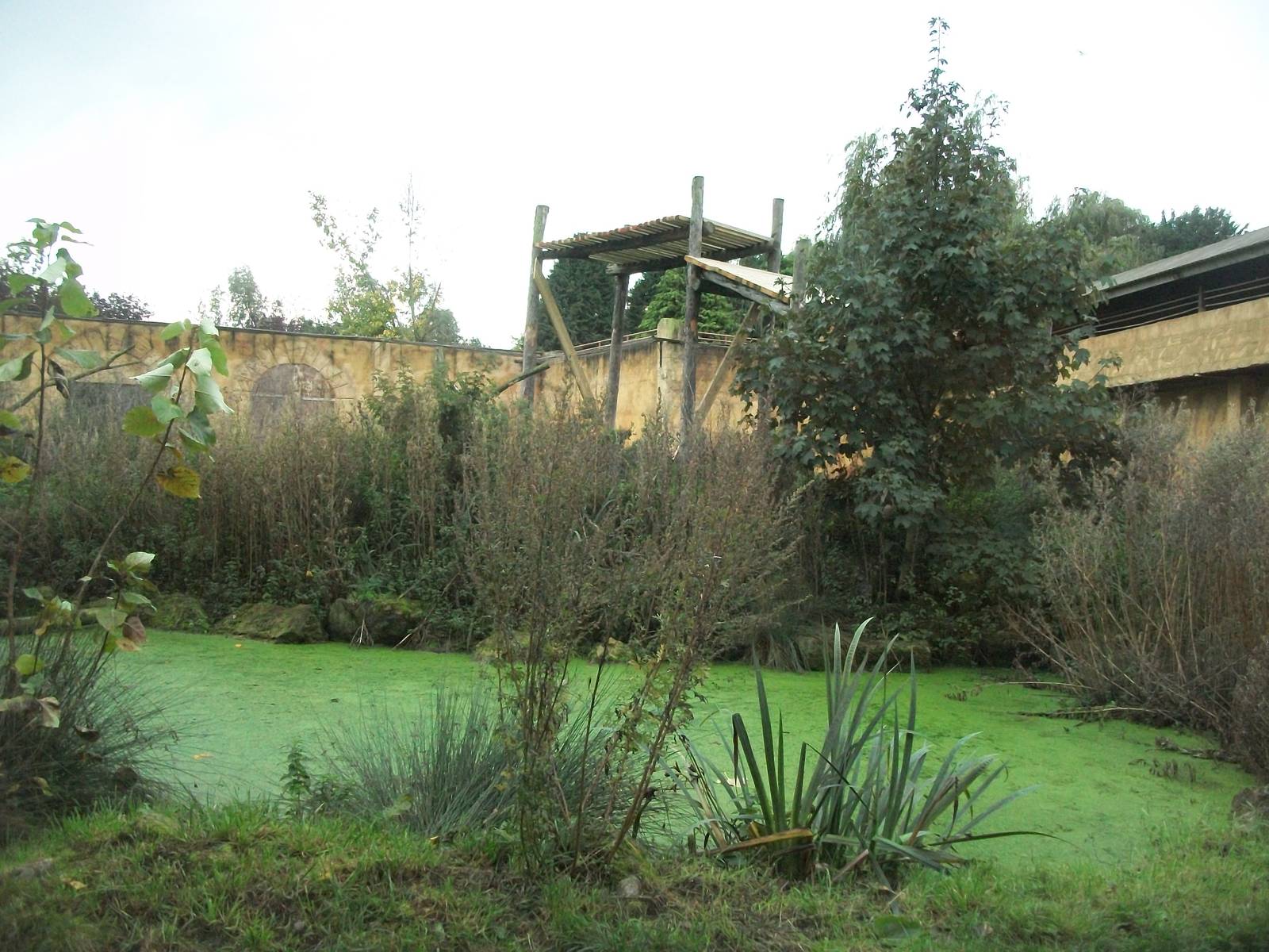 Sumatran Tiger exhibit 14th October 2011