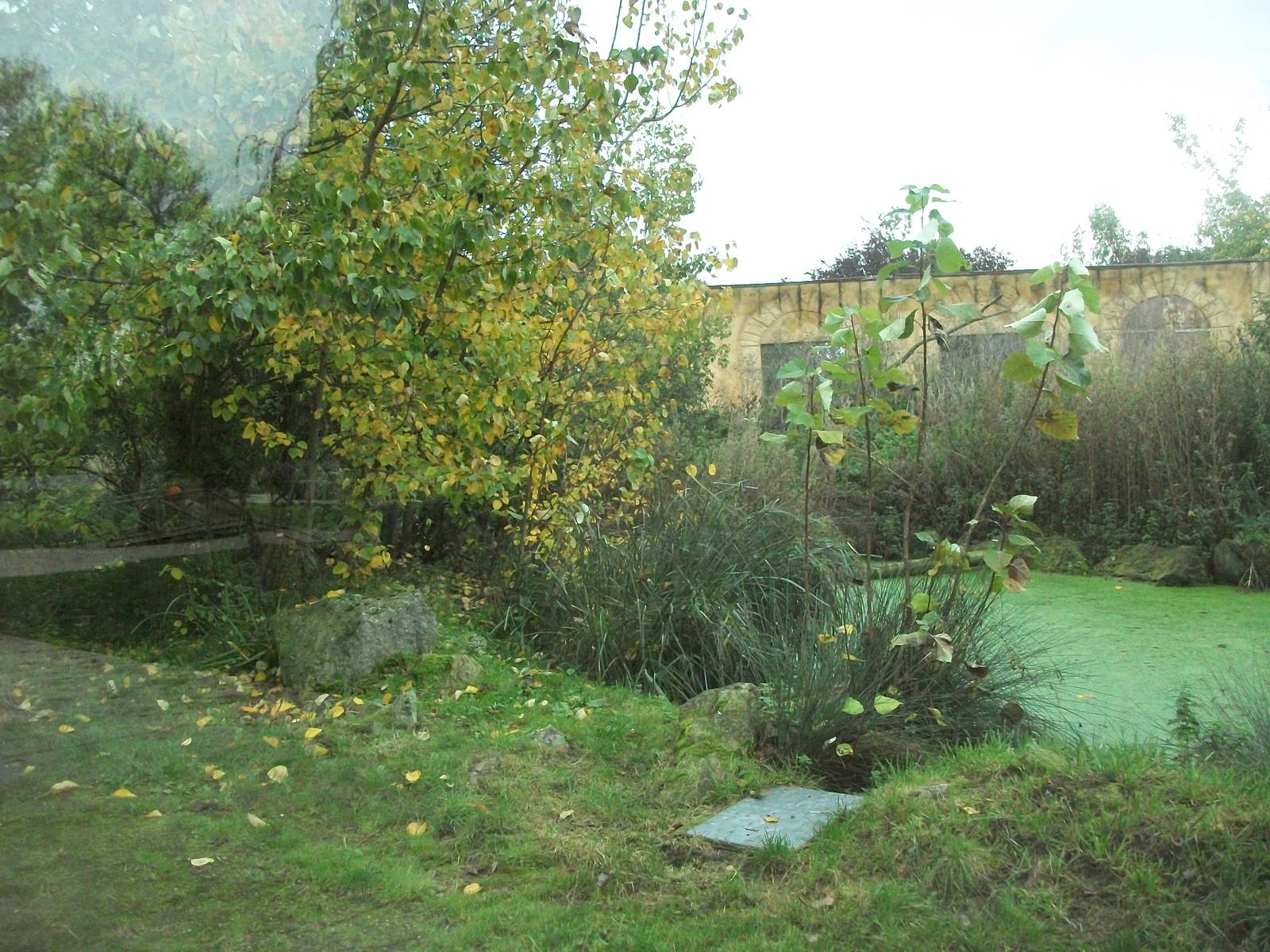 Sumatran Tiger exhibit 14th October 2011