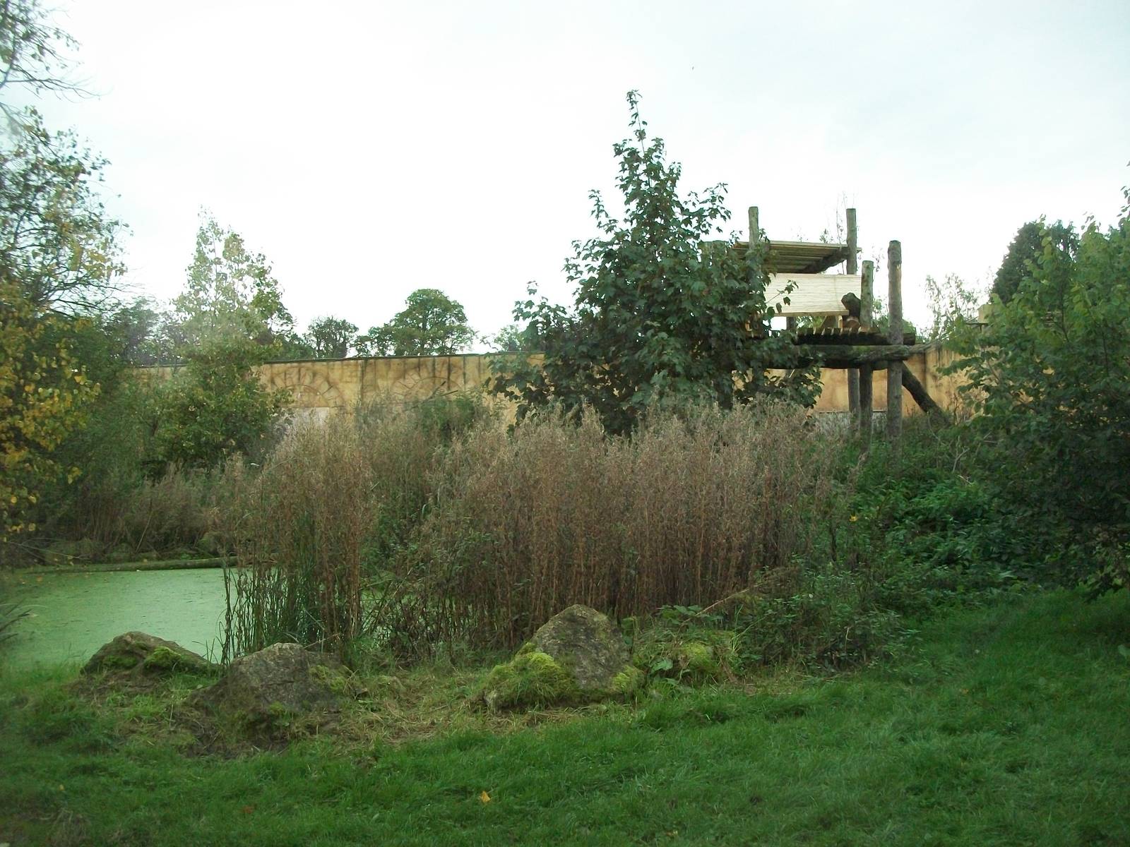 Sumatran Tiger exhibit 14th October 2011