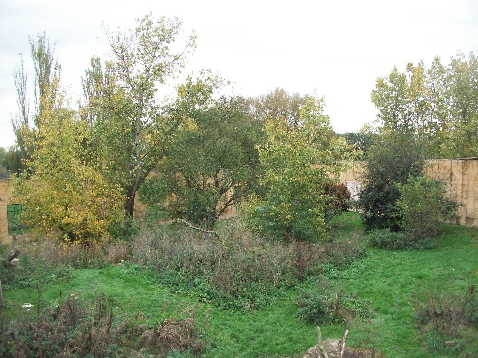 Sumatran Tiger exhibit 14th October 2011