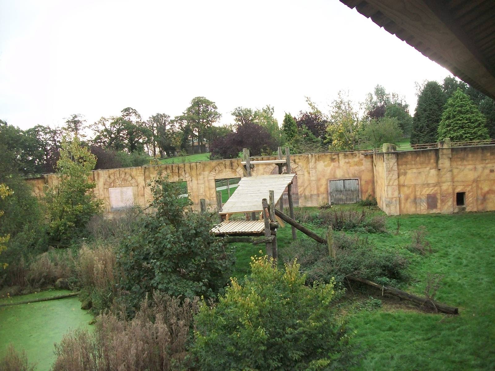 Sumatran Tiger exhibit 14th October 2011