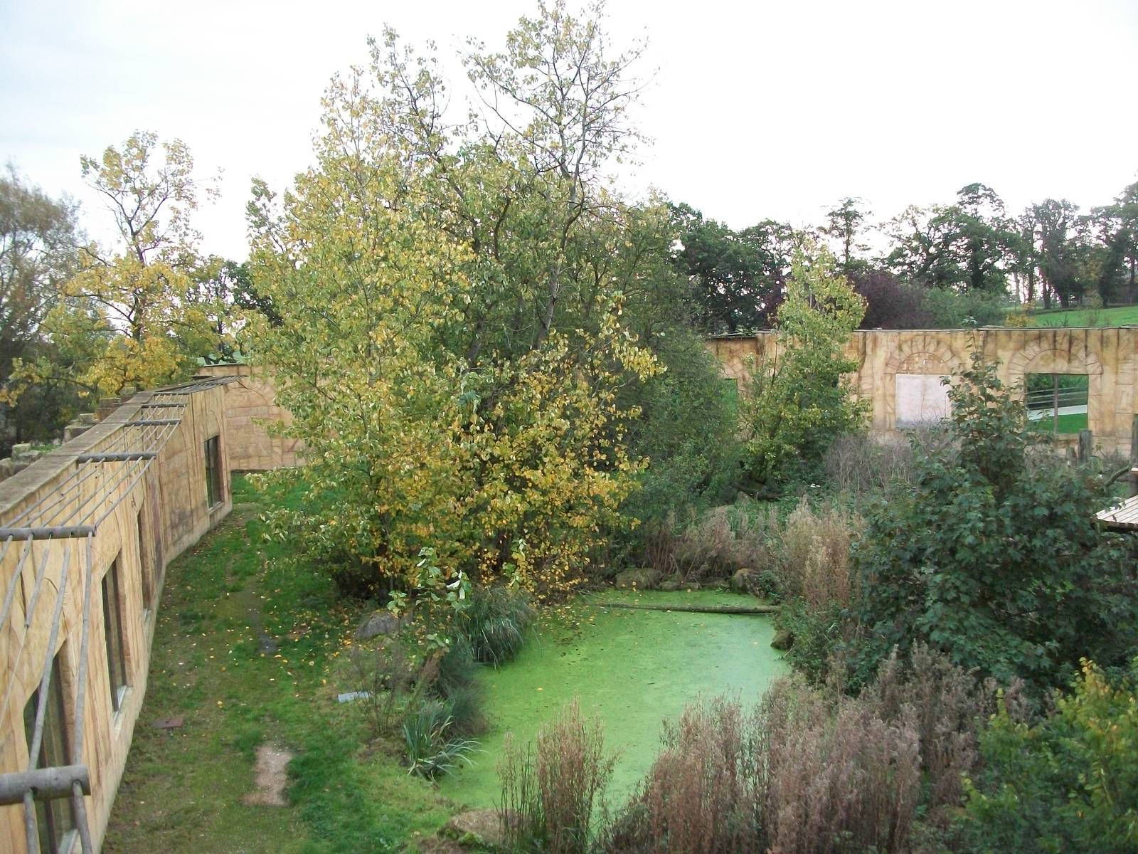 Sumatran Tiger exhibit 14th October 2011