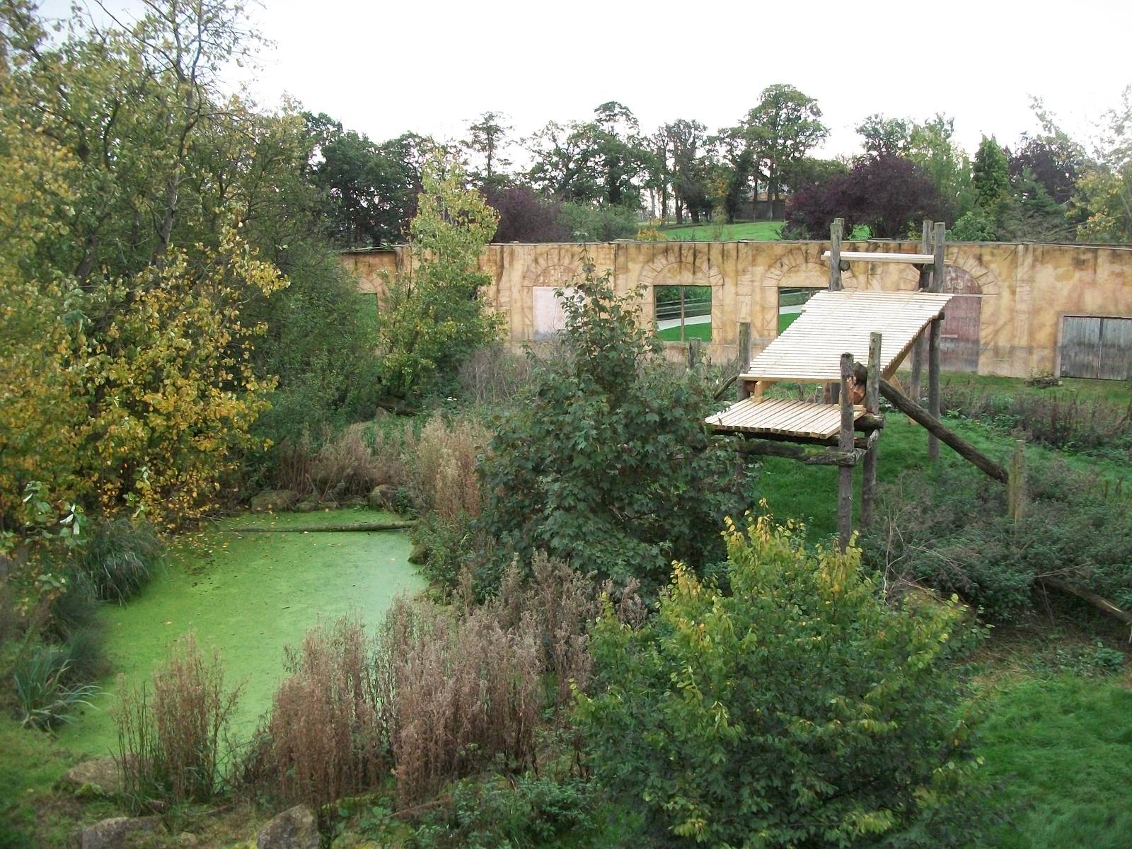 Sumatran Tiger exhibit 14th October 2011