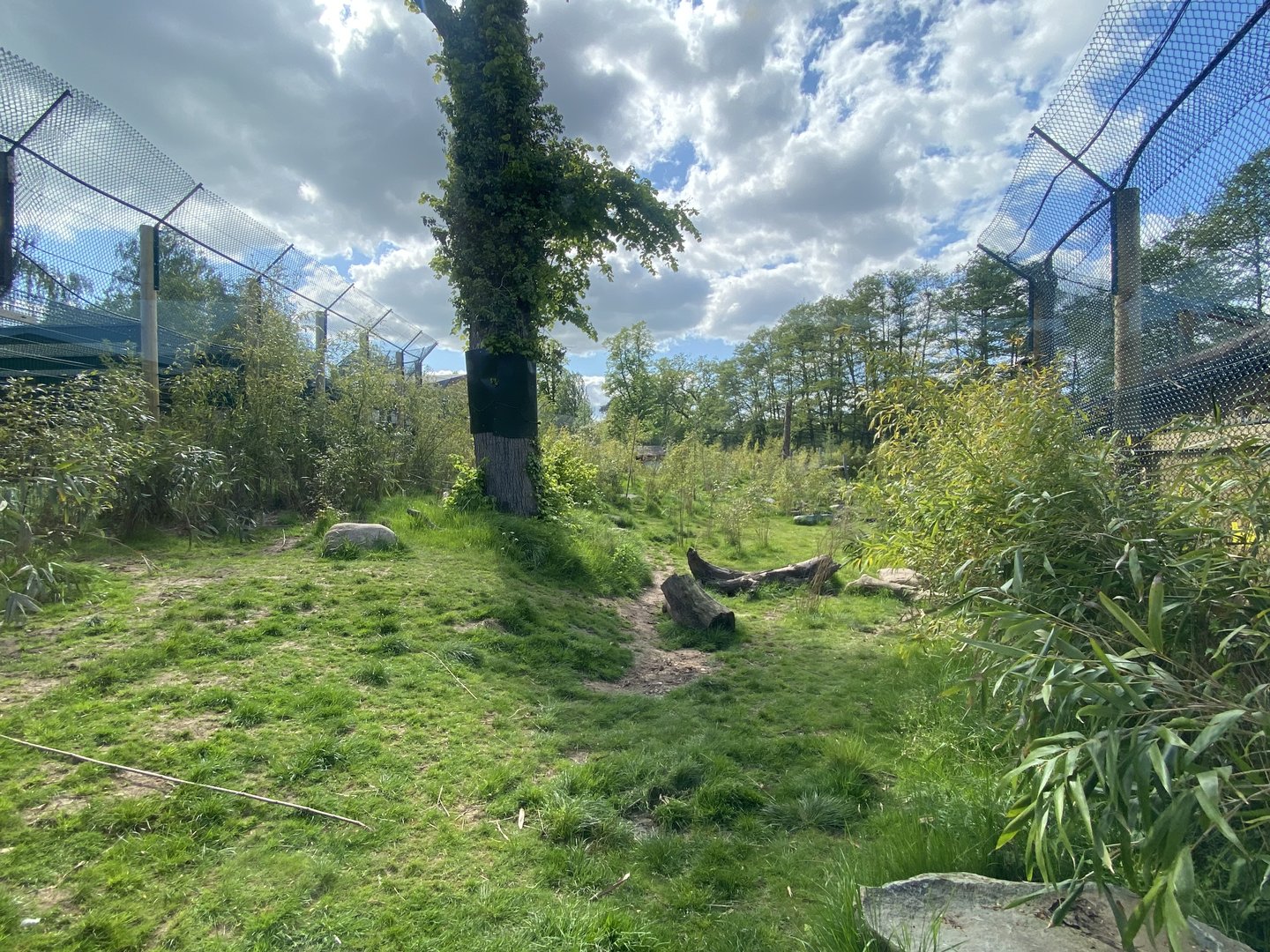 Sumatran tiger exhibit 150523