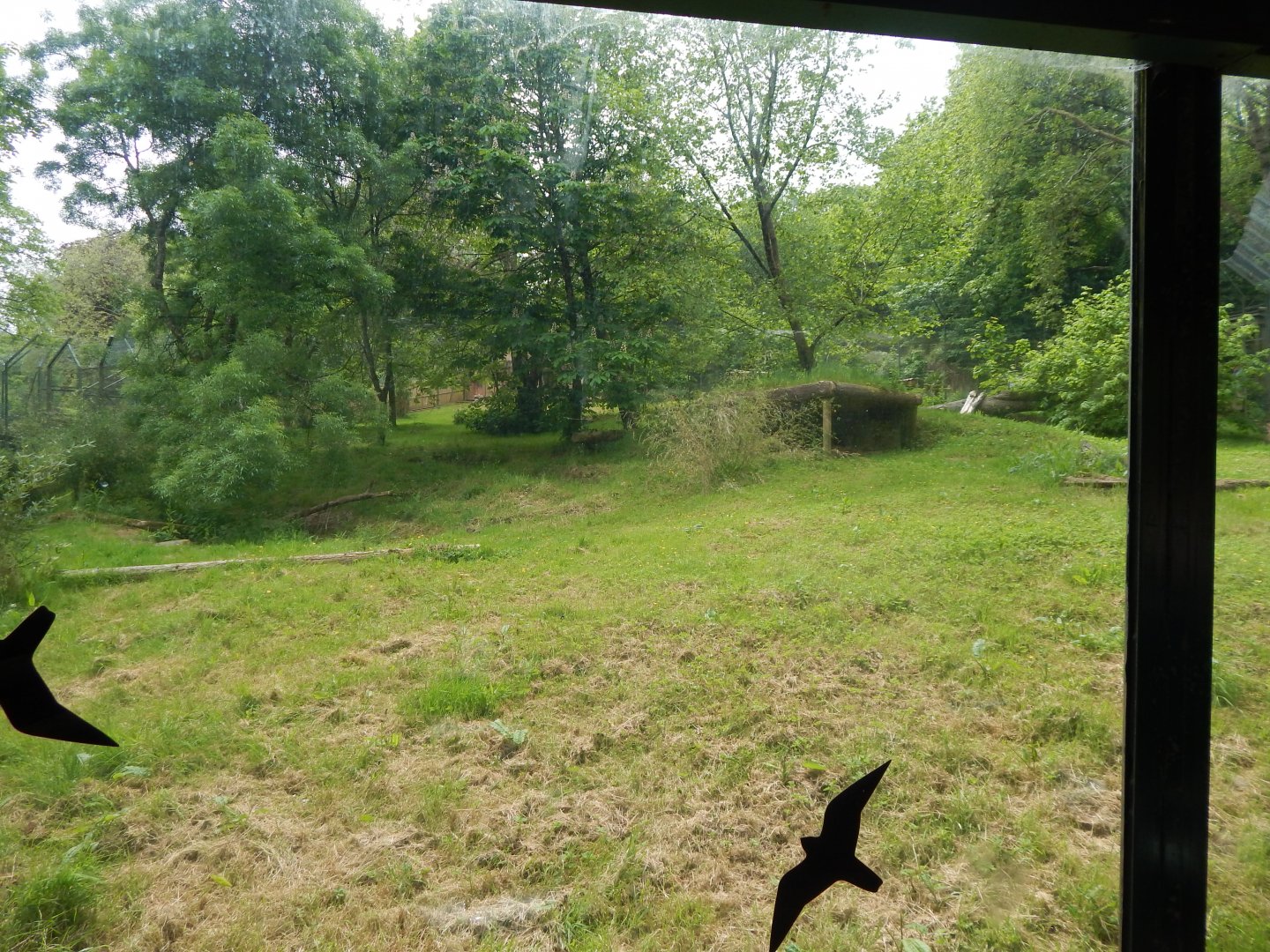 Sumatran tiger exhibit 170724