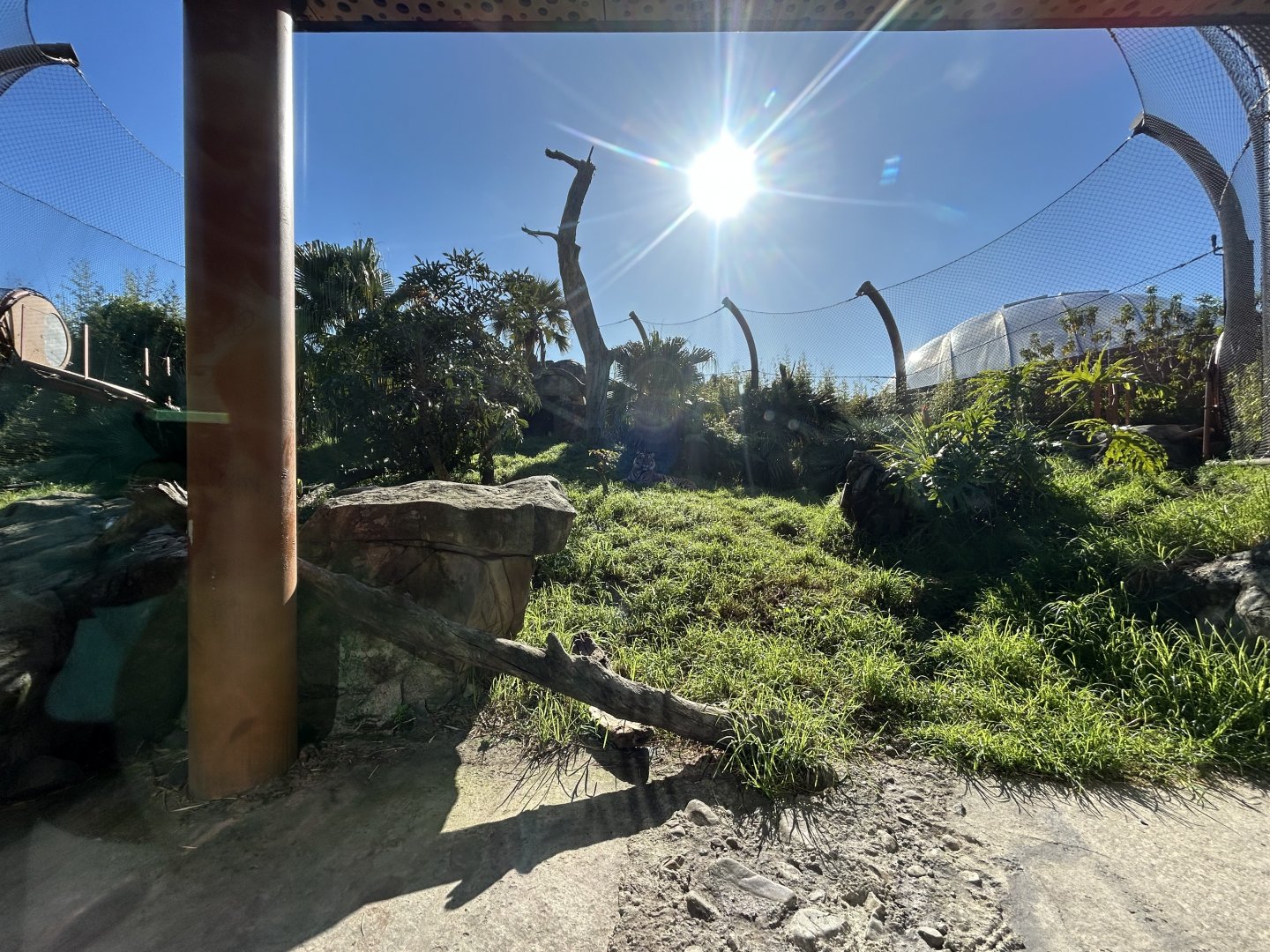Sumatran Tiger Exhibit #2 - Southeast Asian Jungle Track