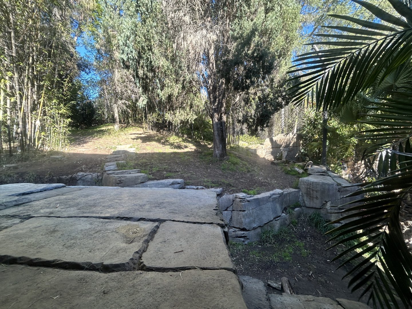Sumatran Tiger Exhibit #2 - Tiger Trail