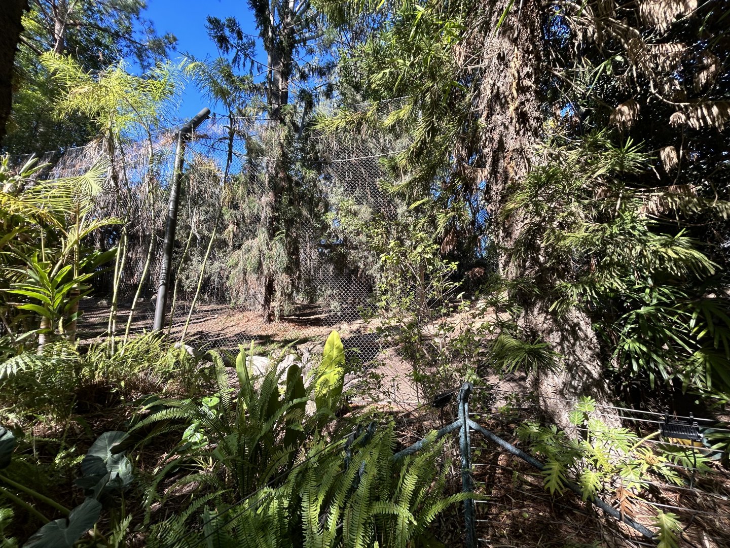 Sumatran Tiger Exhibit #2 - Tiger Trail