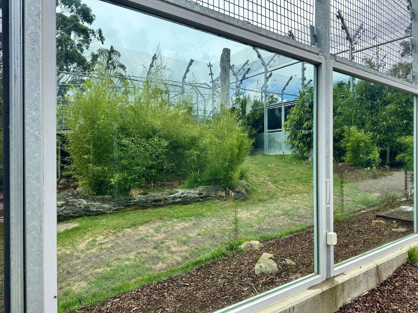 Sumatran Tiger Exhibit 2